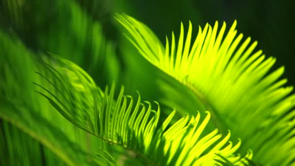 Зеленые и яркие пальмовые листья на ветру на размытом фоне — стоковое видео