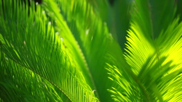绿色和明亮的棕榈树叶在风中在模糊背景 — 图库视频影像