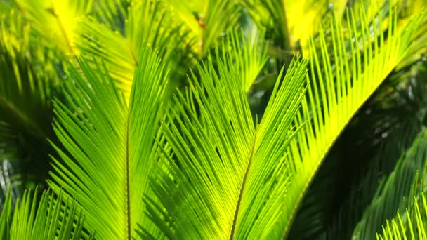 Green and bright palm leaves in the wind over blurred background — Stock Video