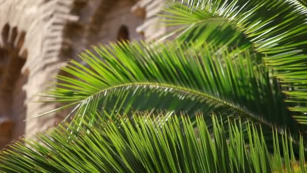 Hojas verdes del árbol del dolor en el viento y el fondo arquitectónico . — Vídeos de Stock