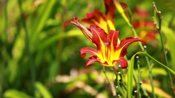 Orange Lily Blooming in a Sunny Garden — Stock Video