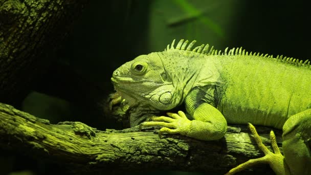 Zielona iguana na czarnym tle — Wideo stockowe