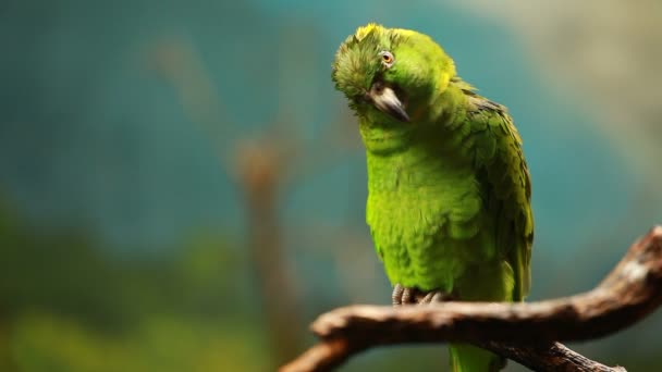Green parrot in blured background — Stock Video