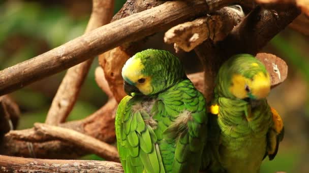 Zelený papoušek blured pozadí — Stock video