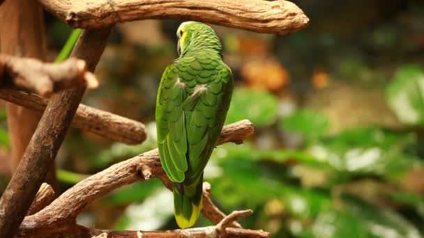 Papagaio verde em fundo azul — Vídeo de Stock