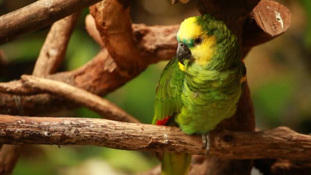 Green parrot in blured background — Stock Video