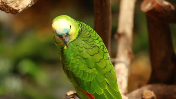 Groene papegaai in blured achtergrond — Stockvideo