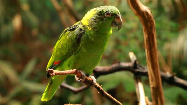 Зеленый попугай на размытом фоне — стоковое видео