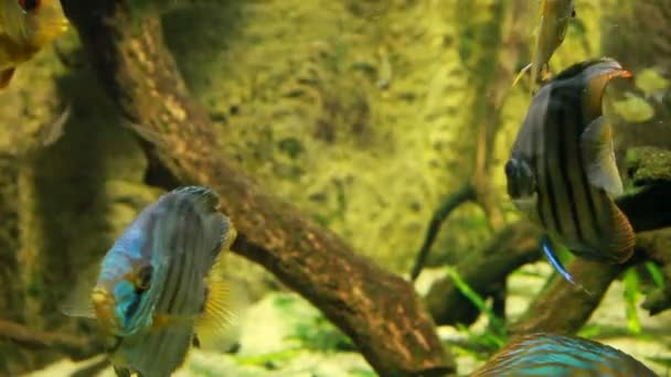 Symphysodon discus im Aquarium auf grünem Hintergrund — Stockvideo