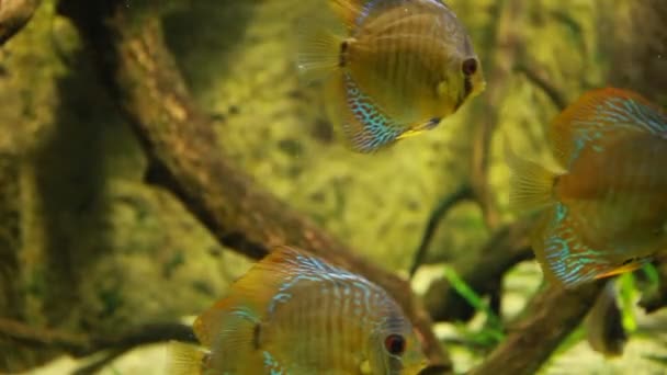 Symphysodon discus in an aquarium on a green background — Stock Video