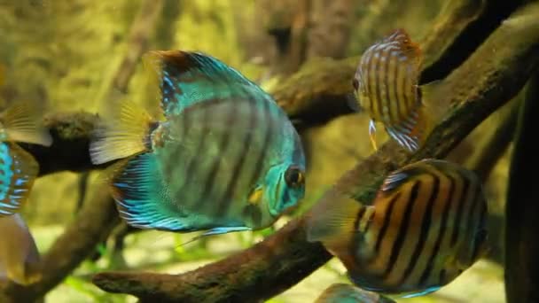 Symphysodon discus in an aquarium on a green background — Stock Video