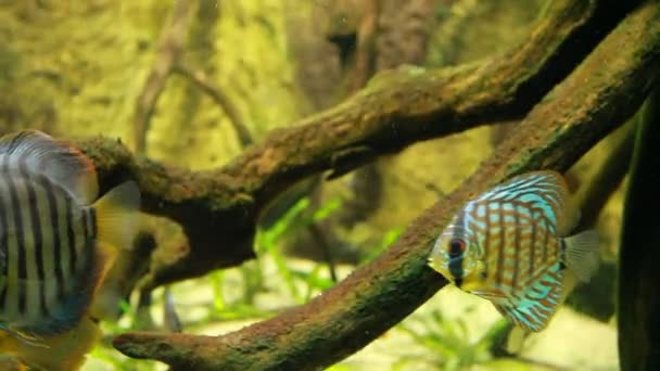 Symphysodon discus in an aquarium on a green background — Stock Video