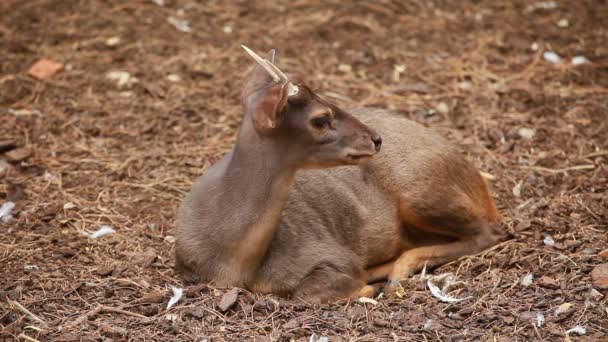 Female Fallow deer — Stock Video