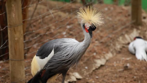 Grey Crowned Crane on blured background — Stock Video