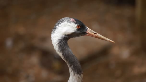 Portait of a grey heron on blured background — Stock Video