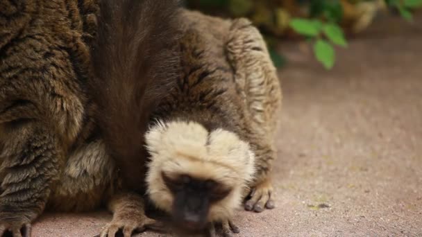 Schattige rode-bellied lemur op blured achtergrond — Stockvideo