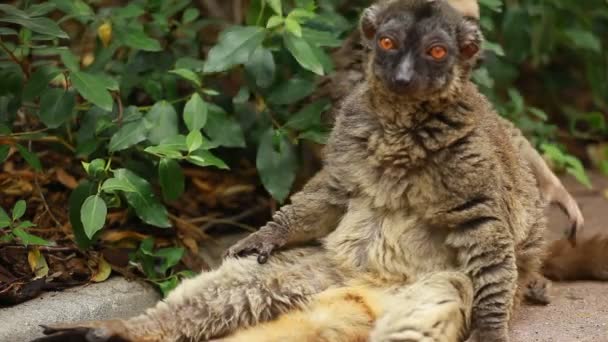 Cute Red-bellied Lemur on blured background — Stock Video