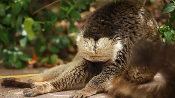 Mevsimlik arka plan üzerinde kırmızı karınlı yakışıklı lemur — Stok video