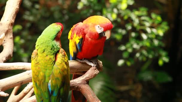 Macaw papegoja i blured bakgrund — Stockvideo