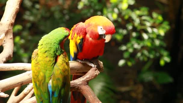 Macaw parrot in blured background — Stock Video