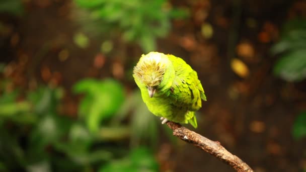 Papagaio verde em fundo azul — Vídeo de Stock