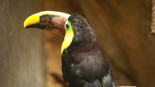 Hoofd close-up van een toucan — Stockvideo