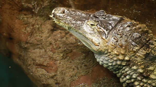 Большой крокодил на фоне желтого песка — стоковое видео