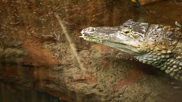 Crocodilo grande no fundo de areia amarela — Vídeo de Stock