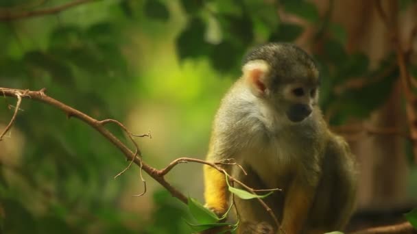 Retrato de mono pequeño — Vídeo de stock