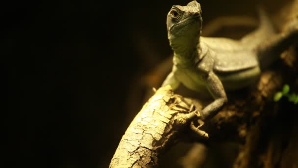 Green lizard on black background — Stock Video