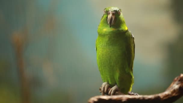 Grüner Papagei auf blauem Hintergrund — Stockvideo