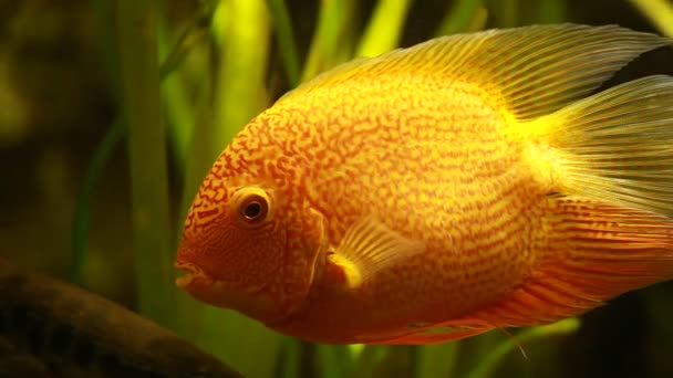 Symphysodon discus in an aquarium on a green background — Stock Video