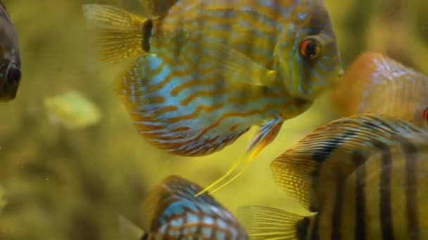 Symphysodon discus in an aquarium on a green background — Stock Video