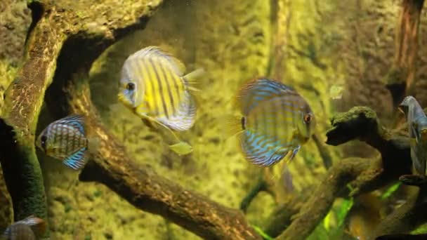 Symphysodon discus dans un aquarium sur fond vert — Video