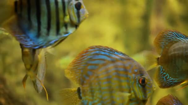 Symphysodon discus en un acuario sobre un fondo verde — Vídeo de stock