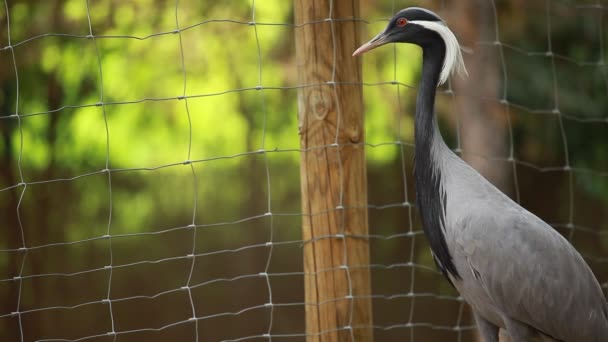 Portait of a grey heron on blured background — Stock Video