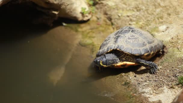 Afrikanska vatten sköldpadda — Stockvideo