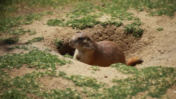 Black-tailed prairie dogs - sticking out from a burrow. — Stock Video