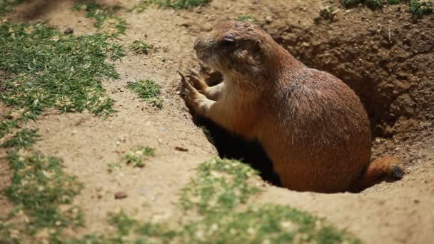 Black-tailed prairie dogs - sticking out from a burrow. — Stock Video