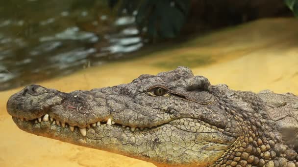Grand crocodile sur fond de sable jaune 