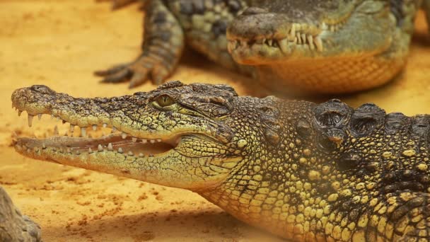 Большой крокодил на фоне желтого песка — стоковое видео