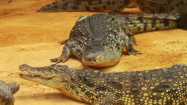 Grand crocodile sur fond de sable jaune 