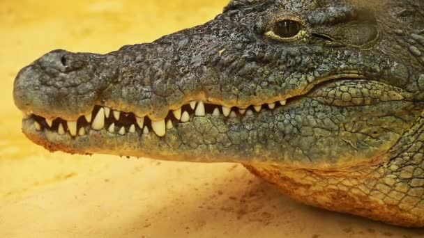 Großes Krokodil auf gelbem Sand Hintergrund — Stockvideo