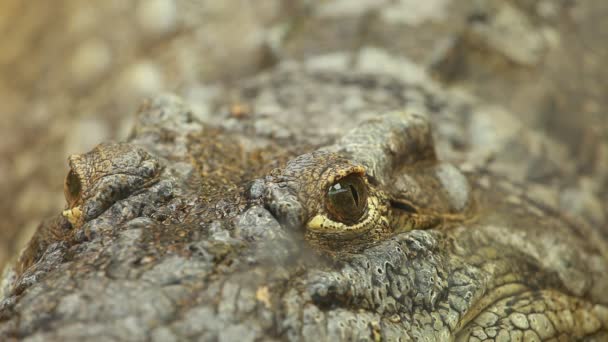 Grote krokodil op geel zand achtergrond — Stockvideo