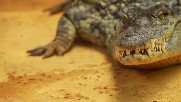 Grote krokodil op geel zand achtergrond — Stockvideo