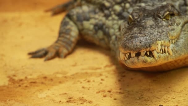 Big Crocodile on yellow sand background — Stockvideo