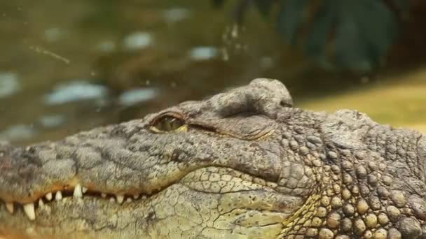 Grand crocodile sur fond de sable jaune 
