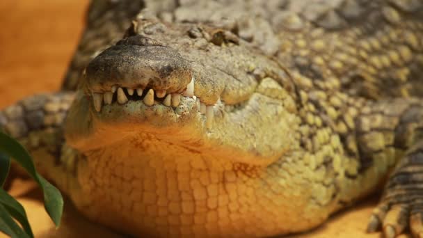 A sárga homok háttér nagy krokodil — Stock videók
