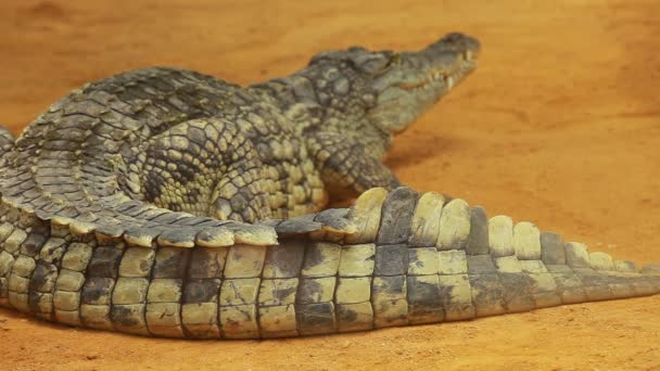 Big Crocodile on yellow sand background — Stock Video