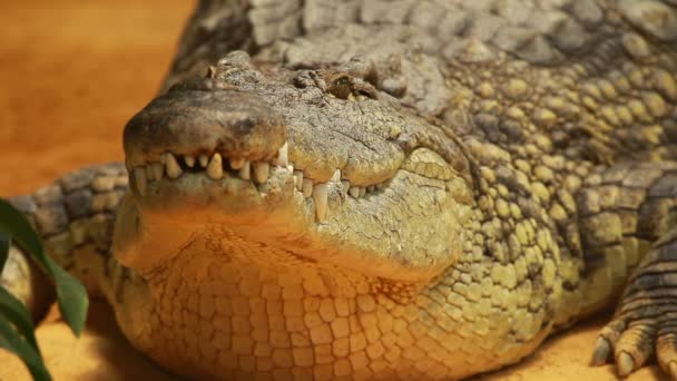 Grand crocodile sur fond de sable jaune 